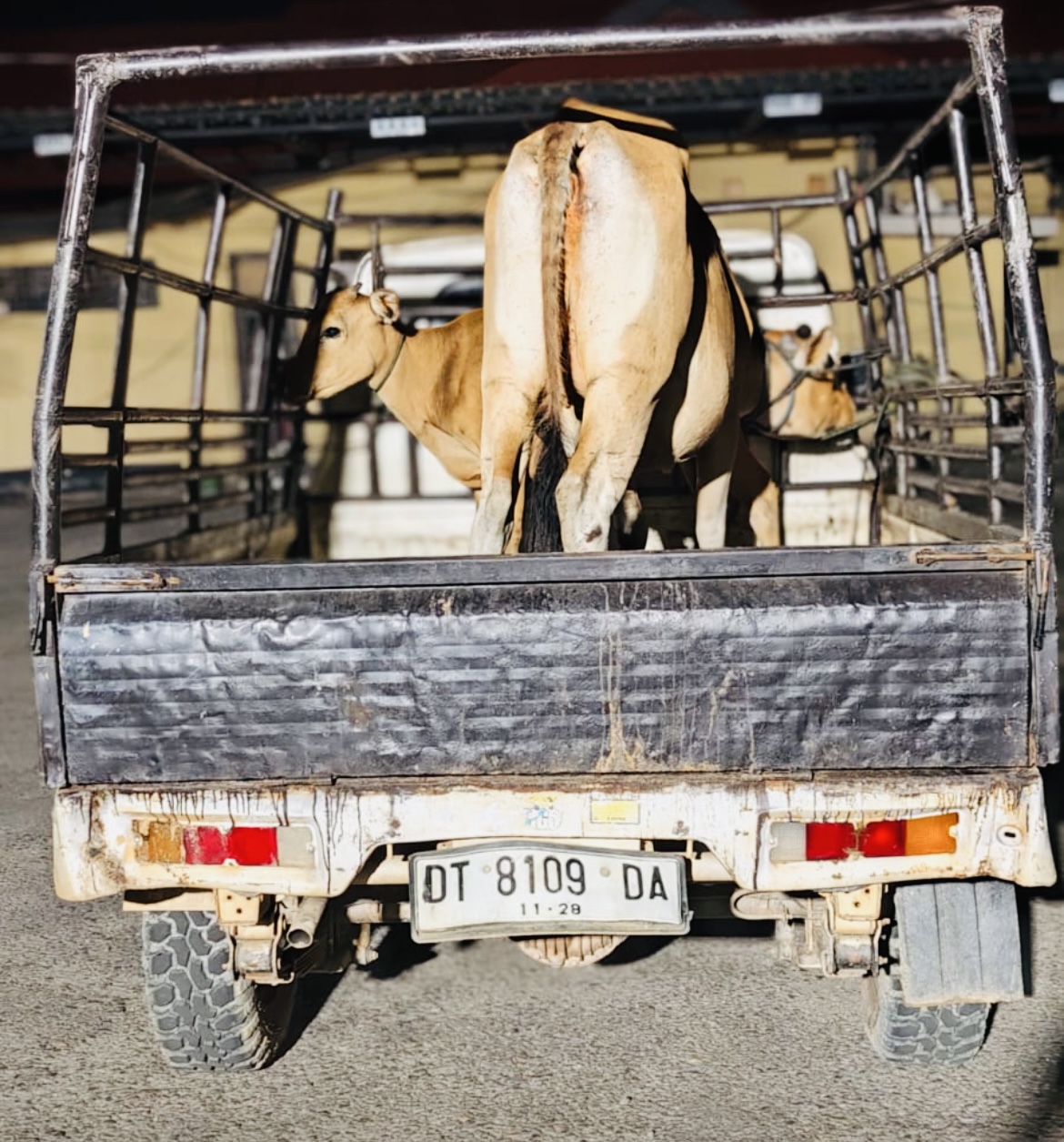 Spesialis Pencurian Sapi di Konawe Dibekuk Polisi, Total 14 Ekor Jadi Korban
