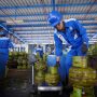 Pertamina Patra Niaga Perkuat Penyaluran LPG 3 Kg di Sejumlah Wilayah Sulawesi